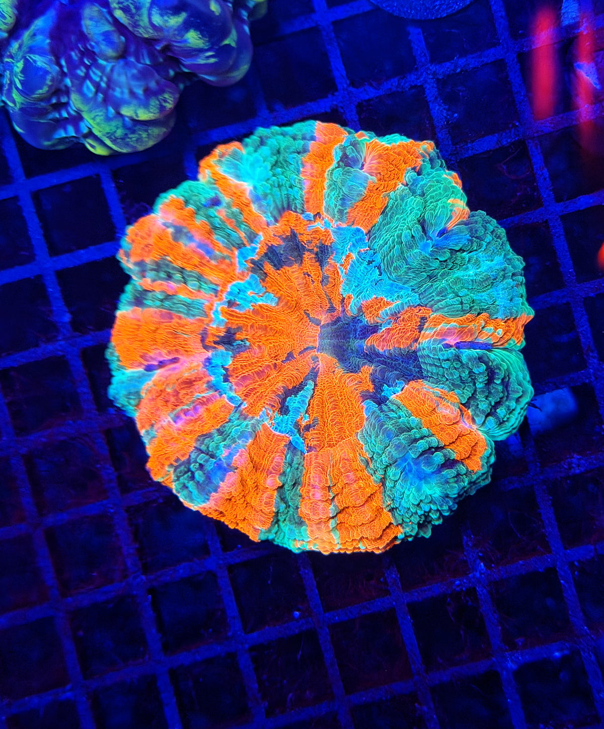 Rainbow acantho