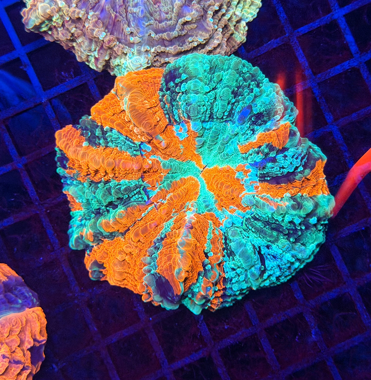 Rainbow acantho