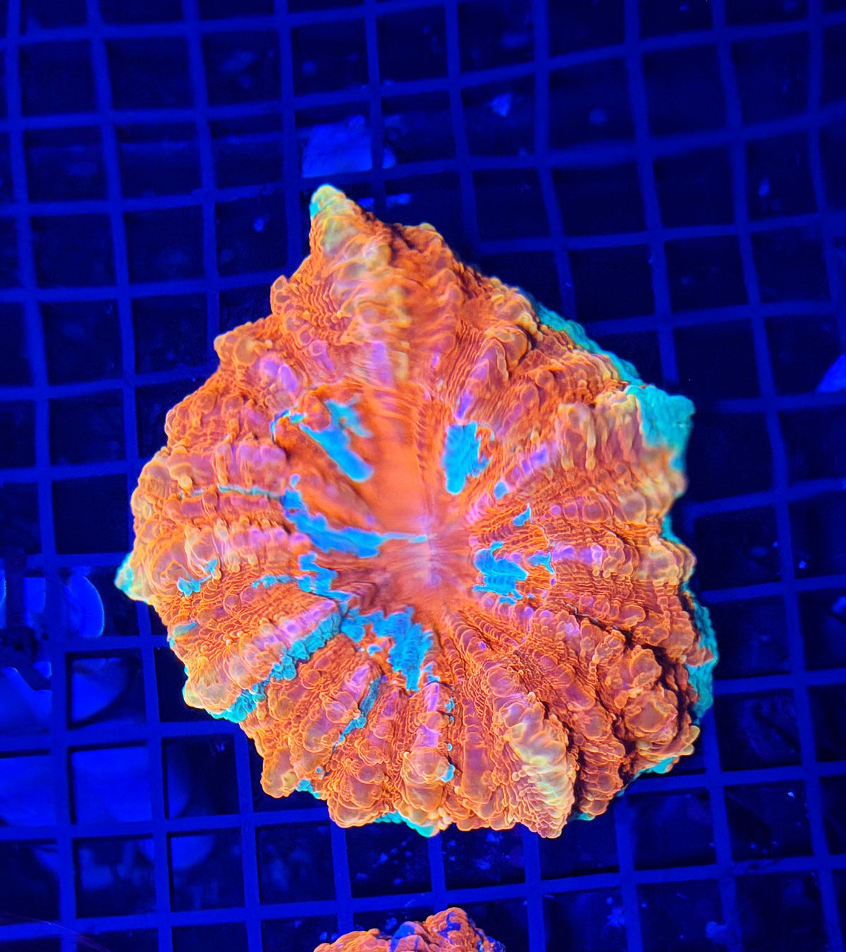 Rainbow acantho