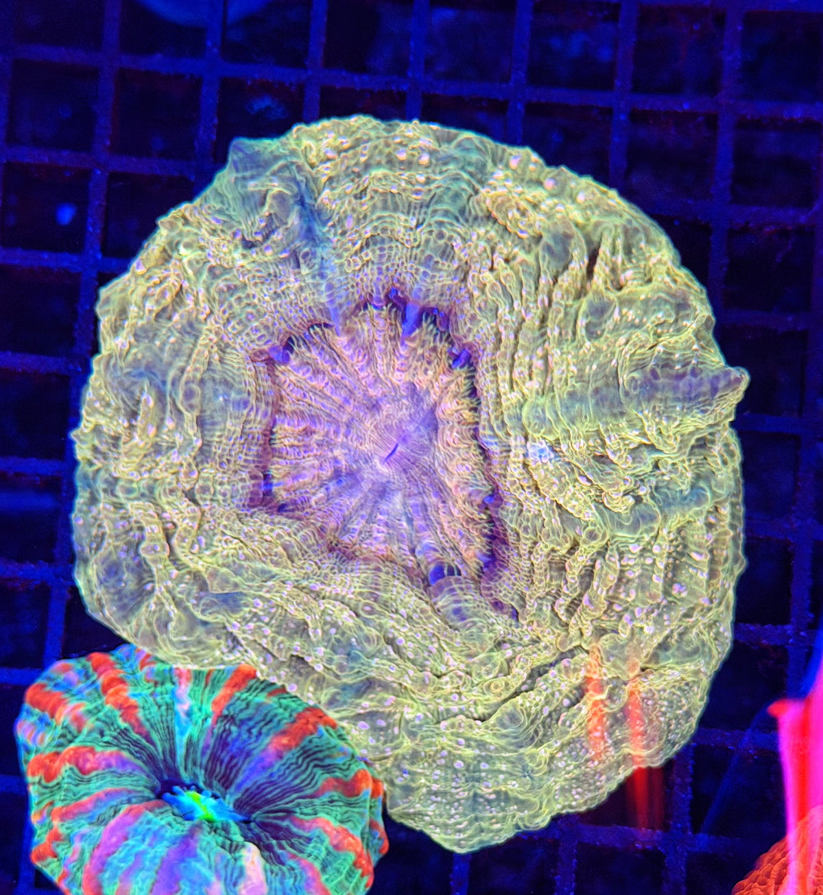 Rainbow acantho