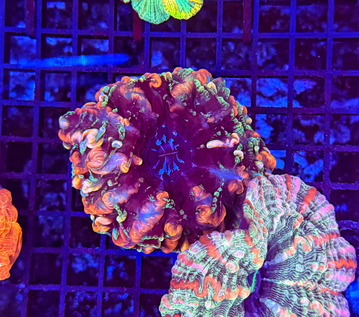 Rainbow indophyllia