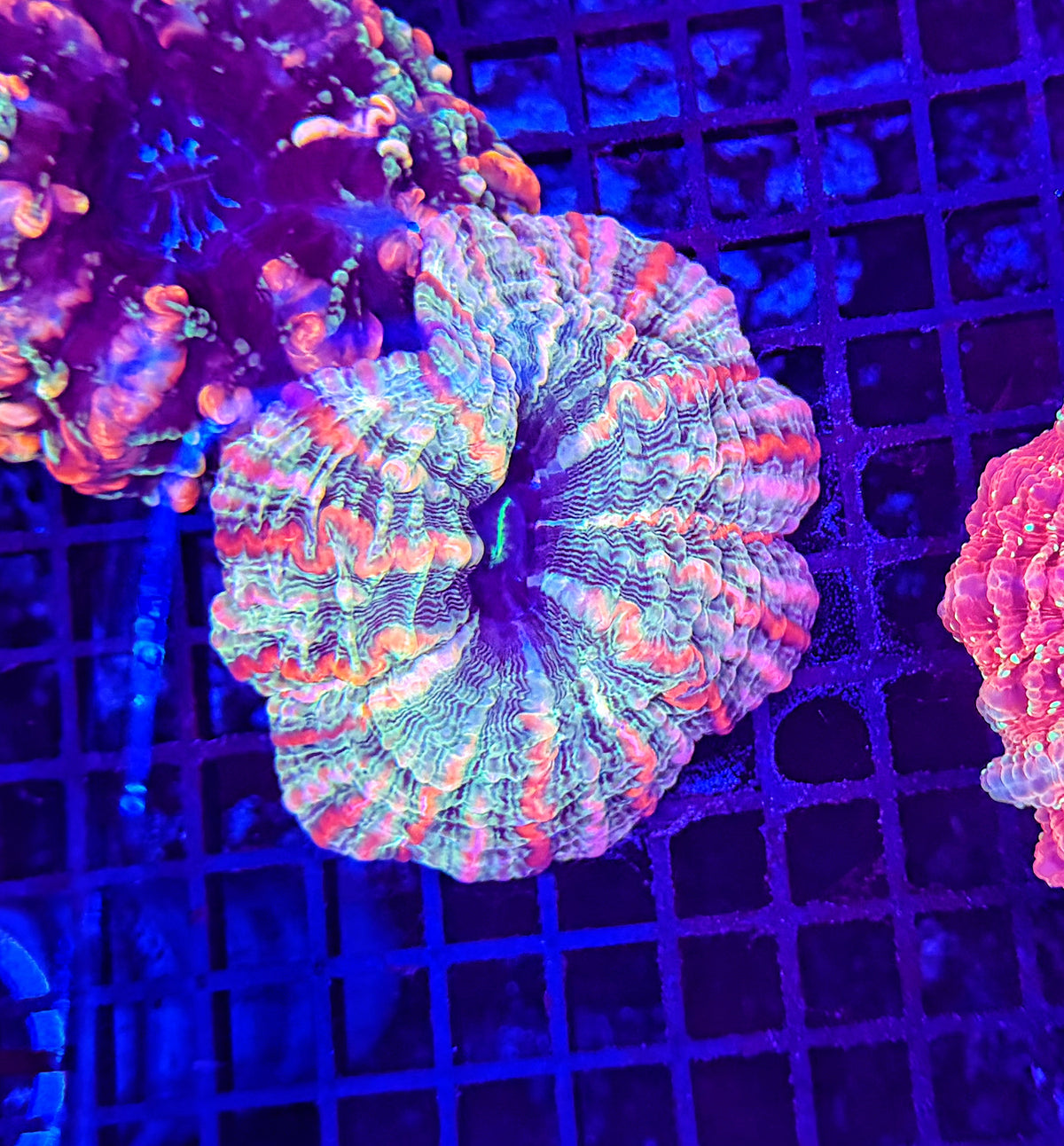 Rainbow indophyllia