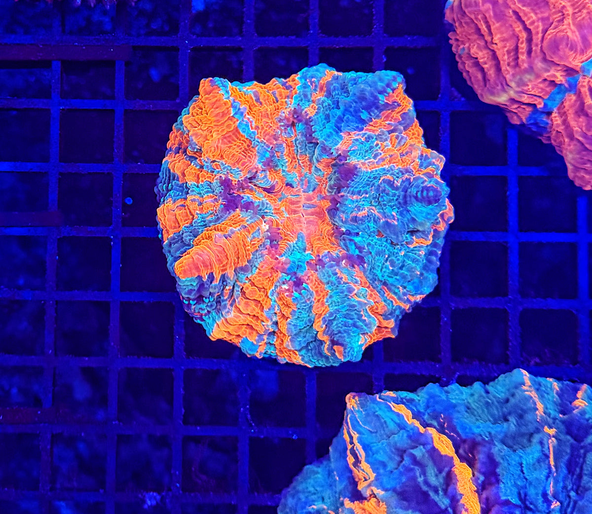 Rainbow acantho
