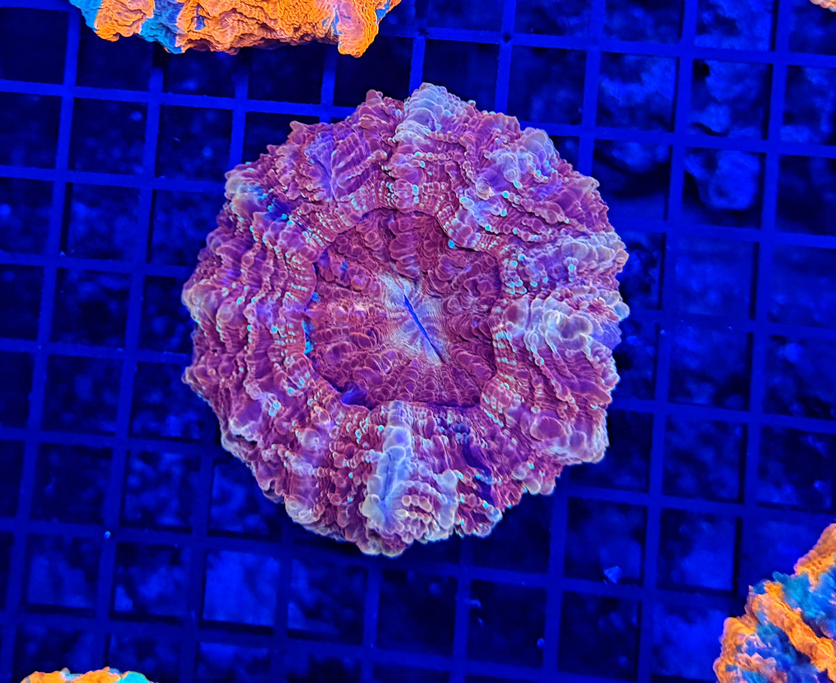 Rainbow acantho