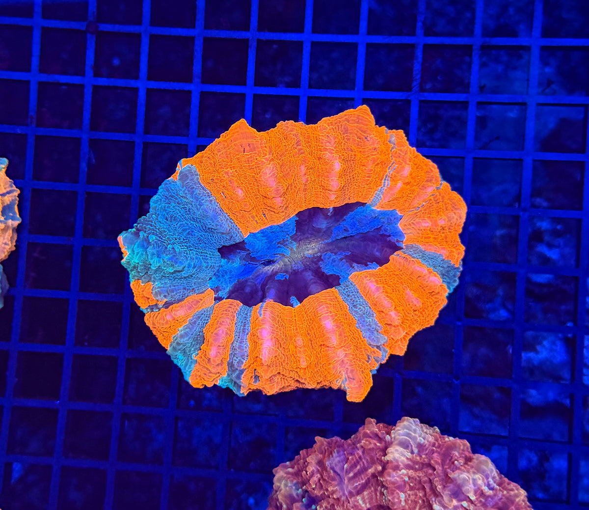 Rainbow acantho