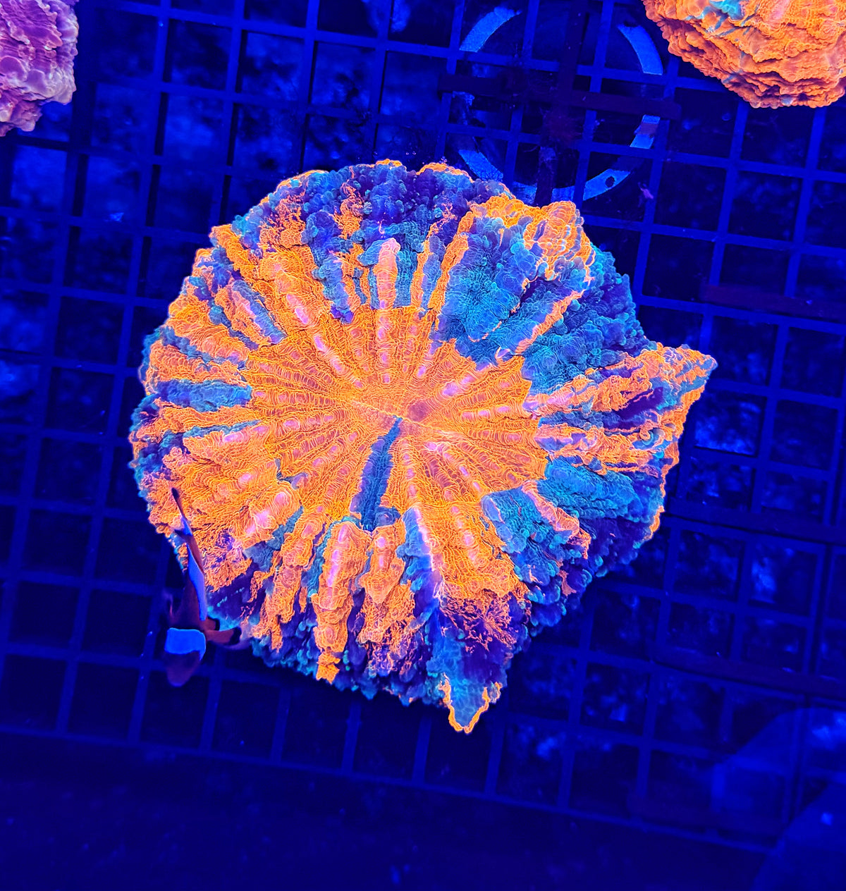 Rainbow acantho