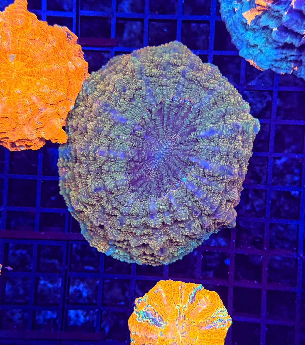 Rainbow acantho