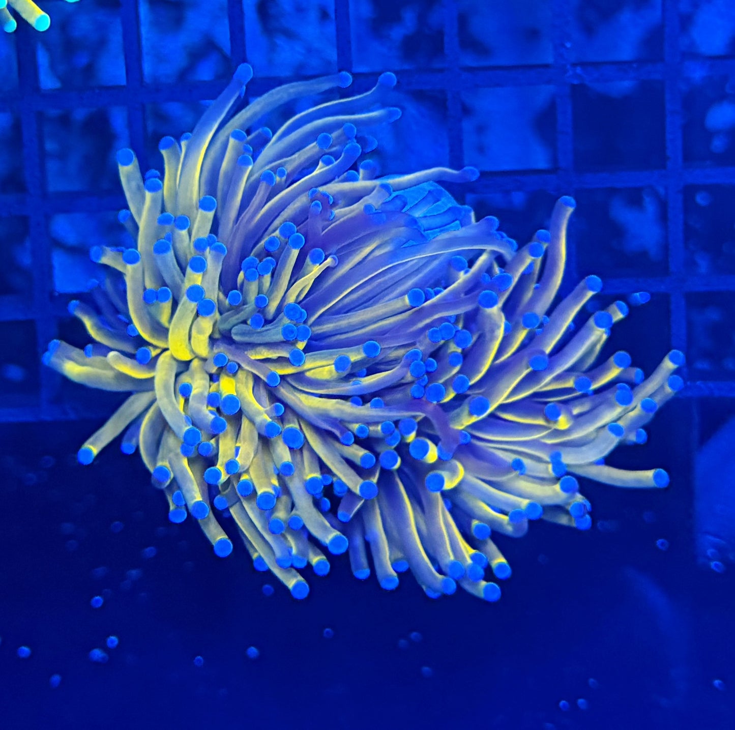 Unique gold large