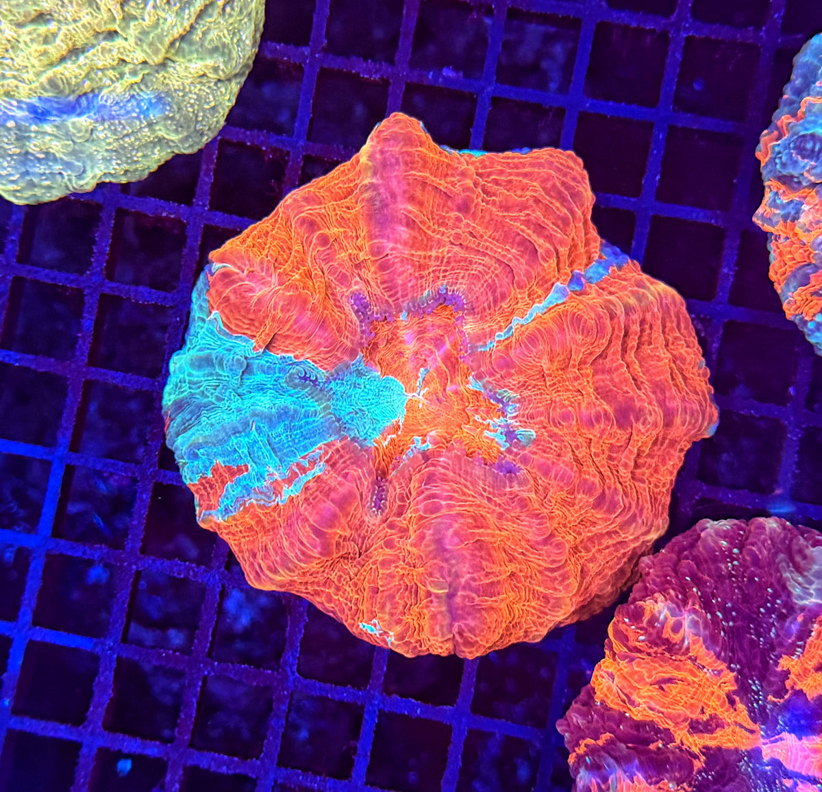 Rainbow acantho