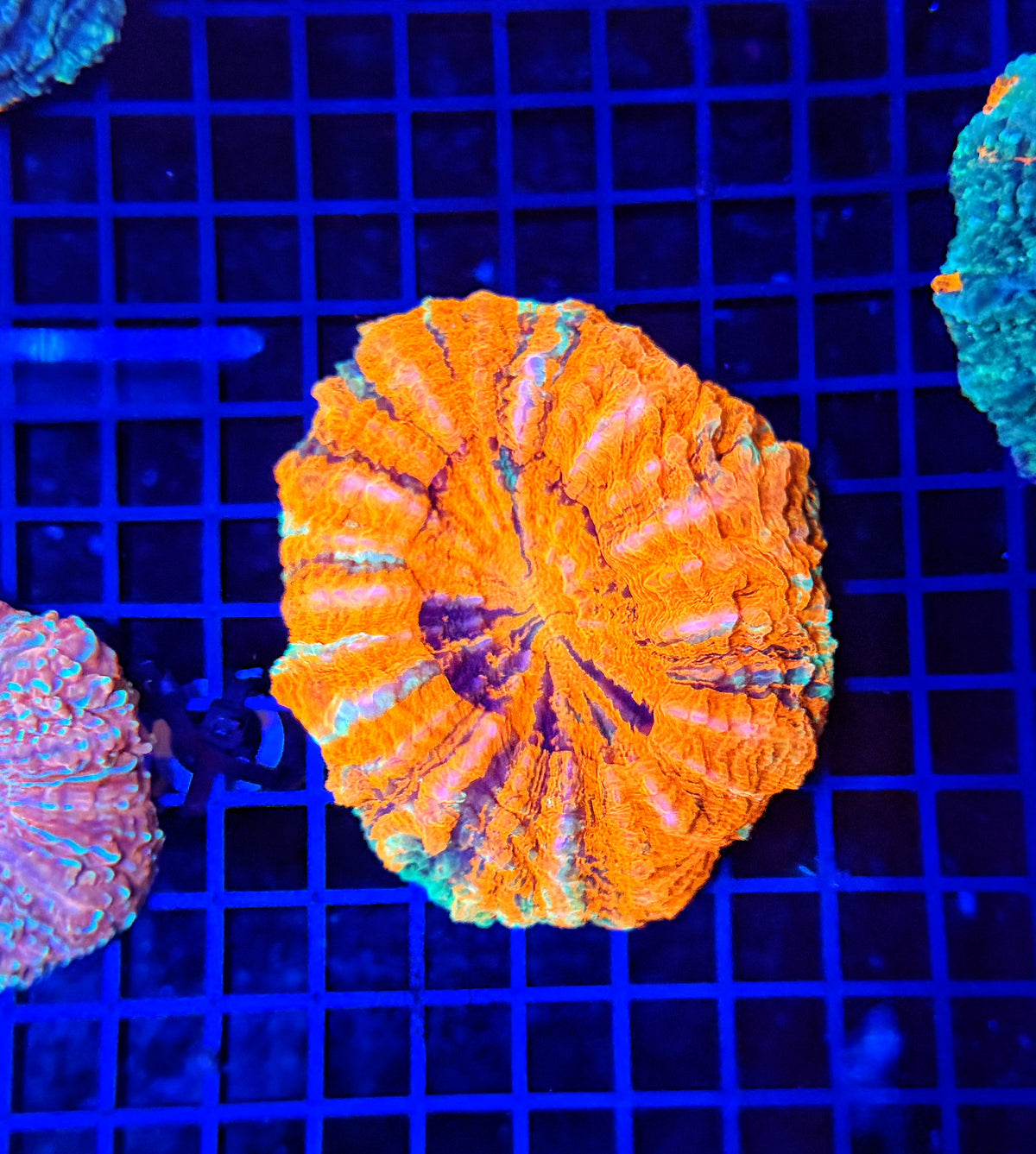 Rainbow acantho