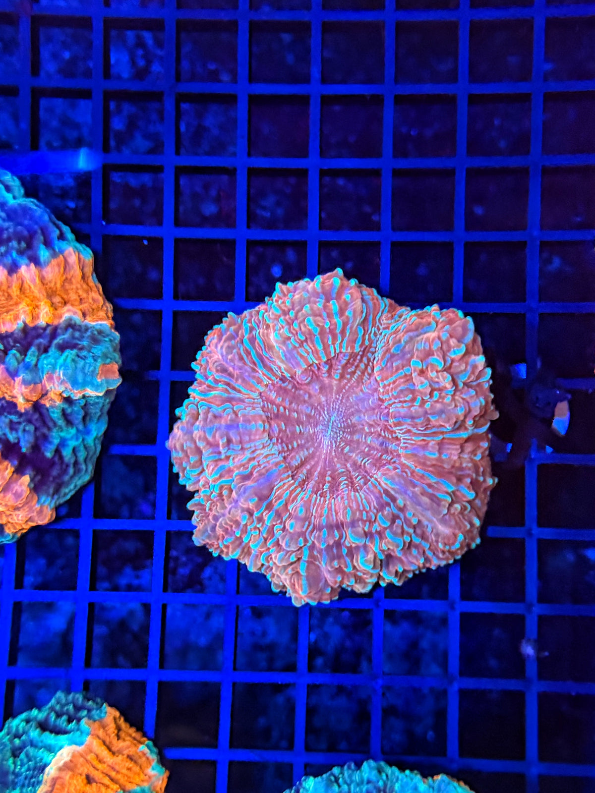 Rainbow acantho