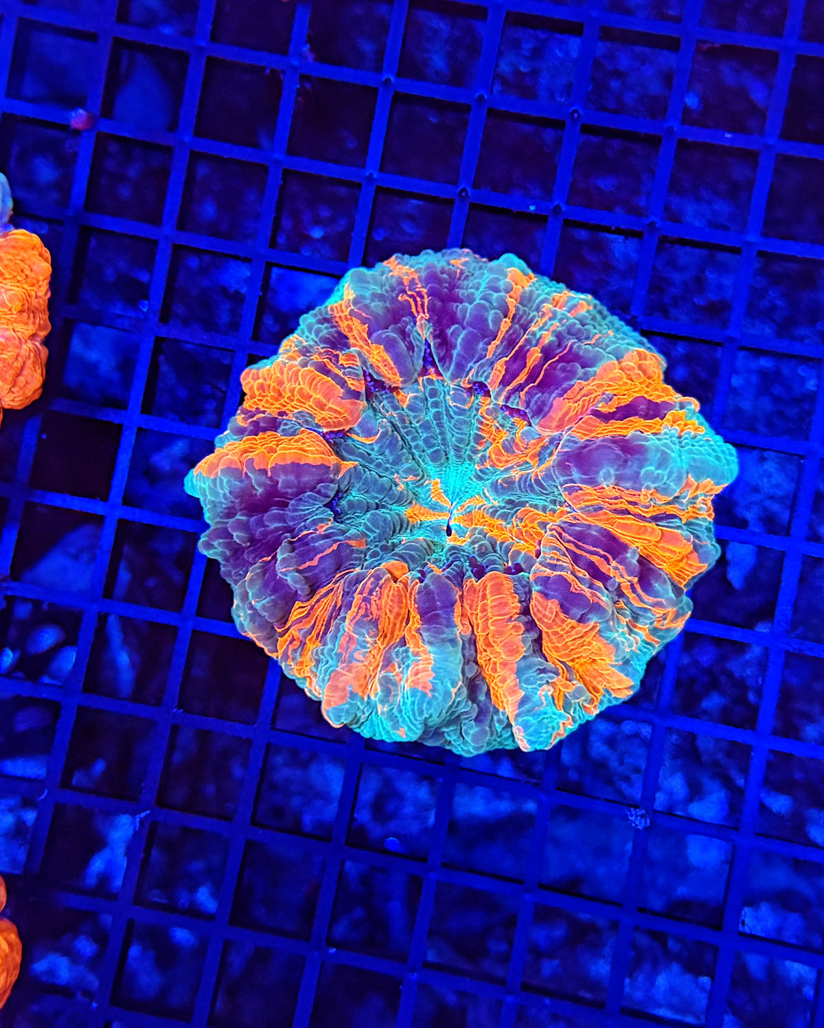 Rainbow acantho