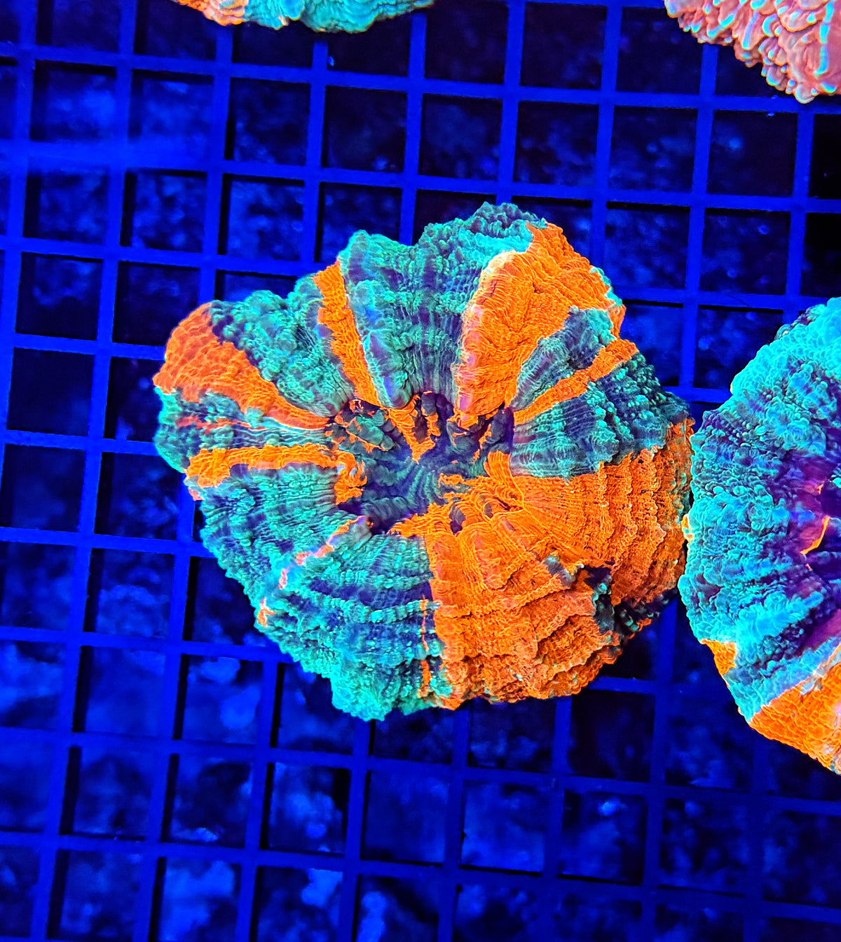 Rainbow acantho