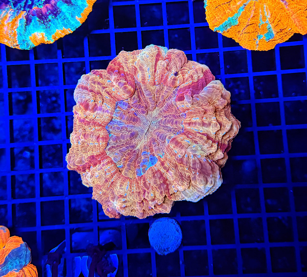 Rainbow acantho