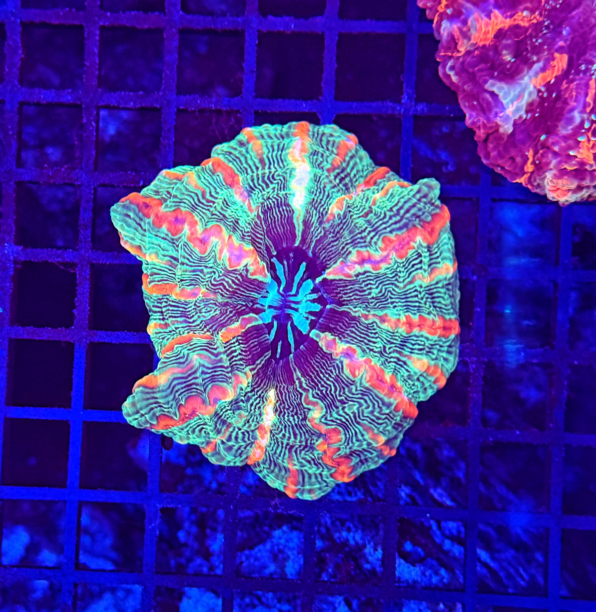 Rainbow indophyllia