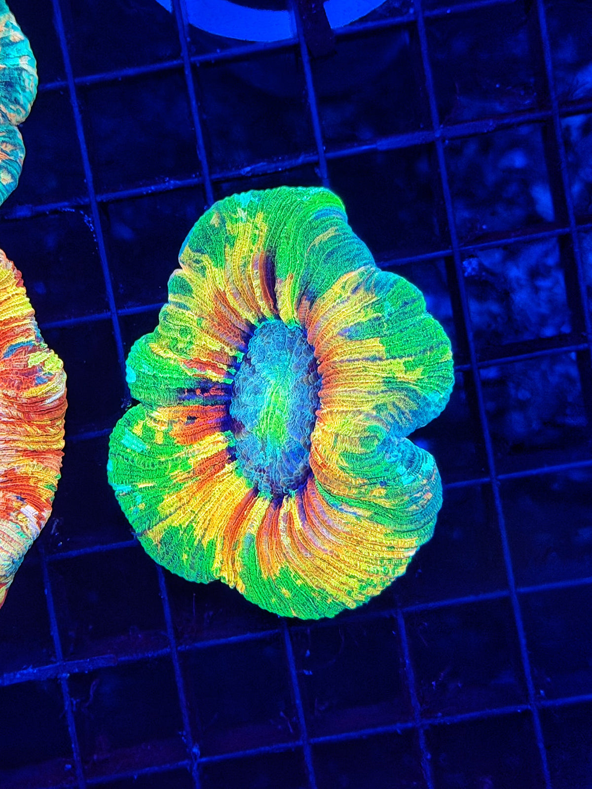 Crazy color trachy