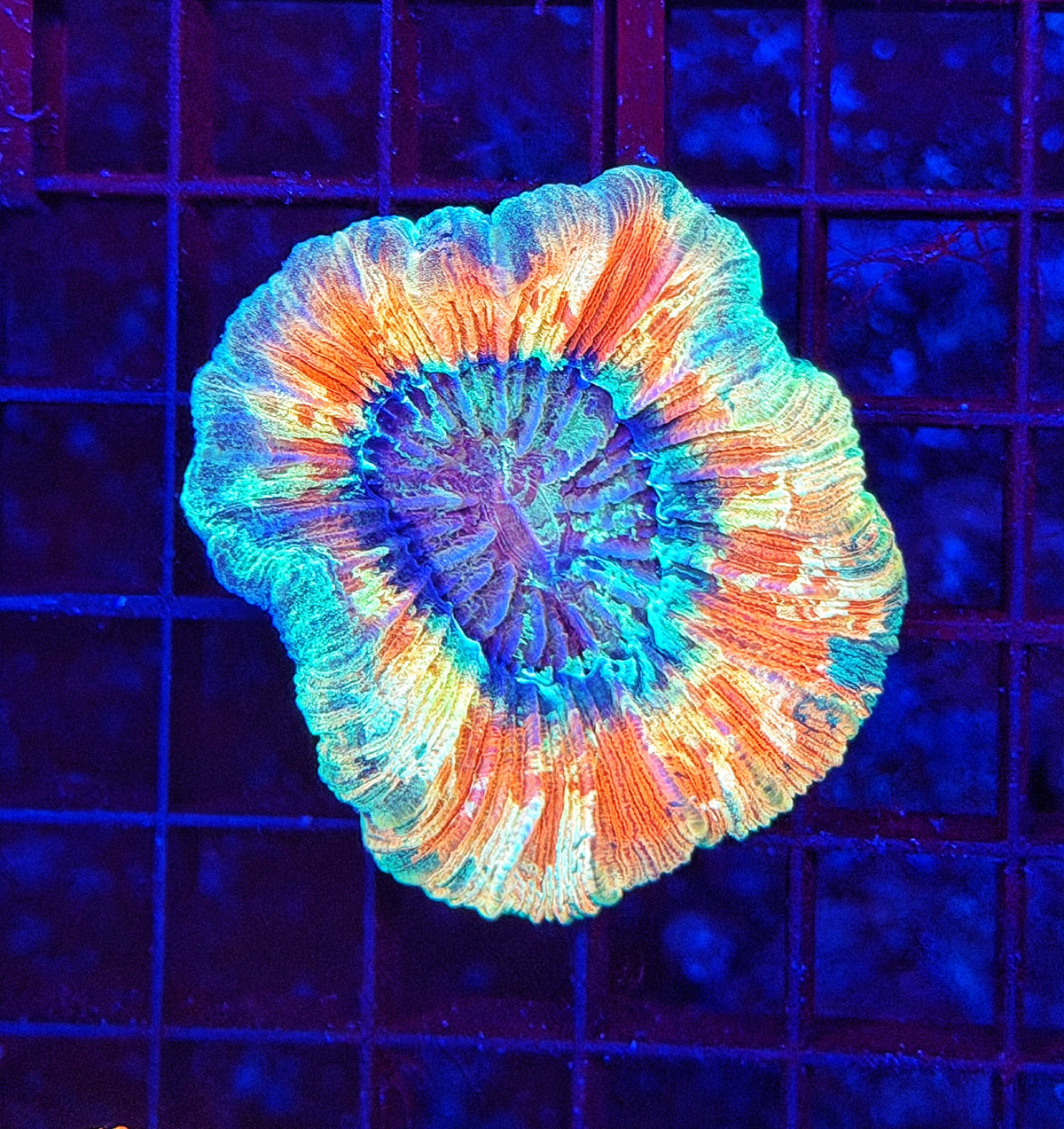 Ultra trachy