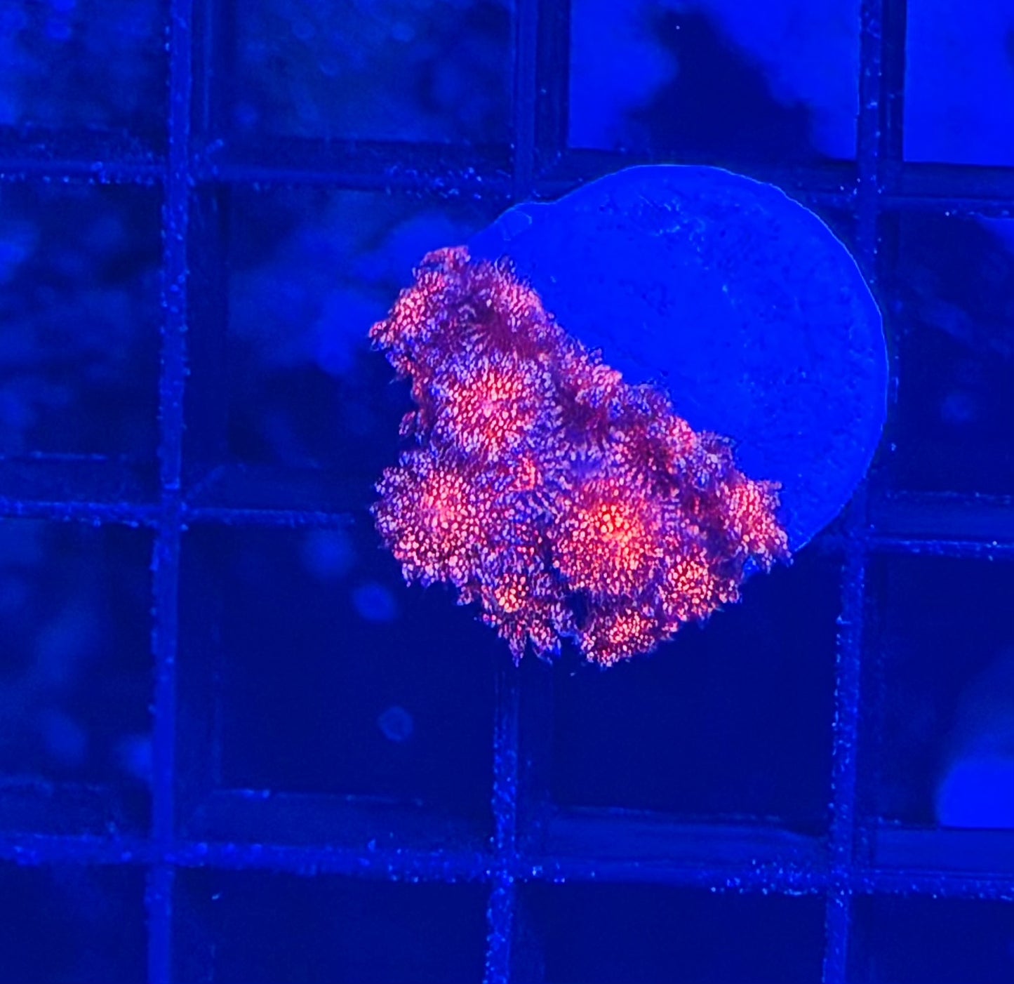 Red glitter Goni