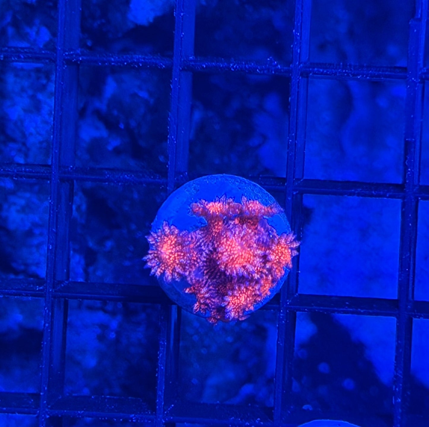 Red glitter Goni
