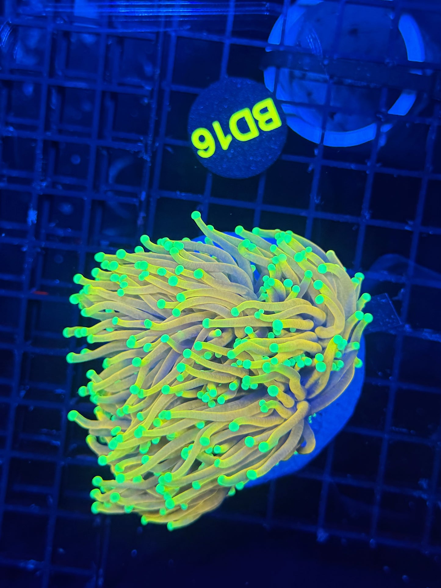 Indo long tentacle banana colony