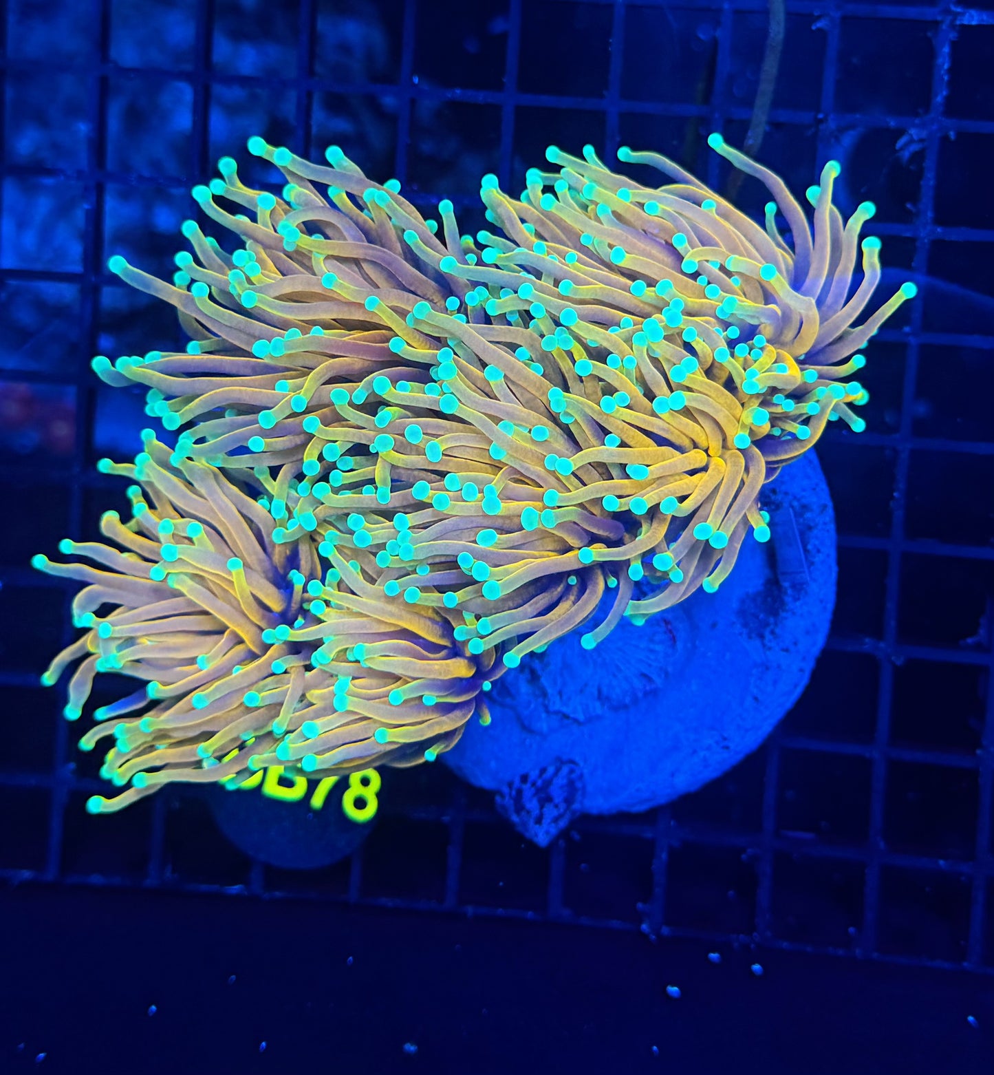 Indo long tentacle banana colony