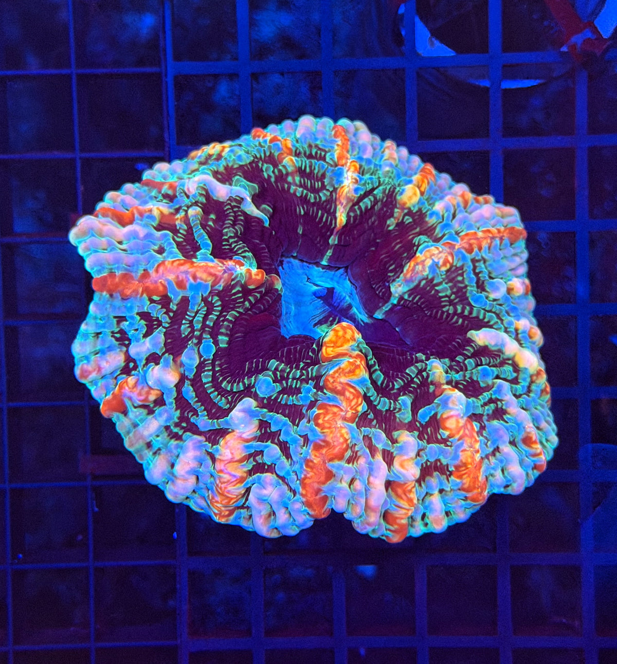 Rainbow indophyllia