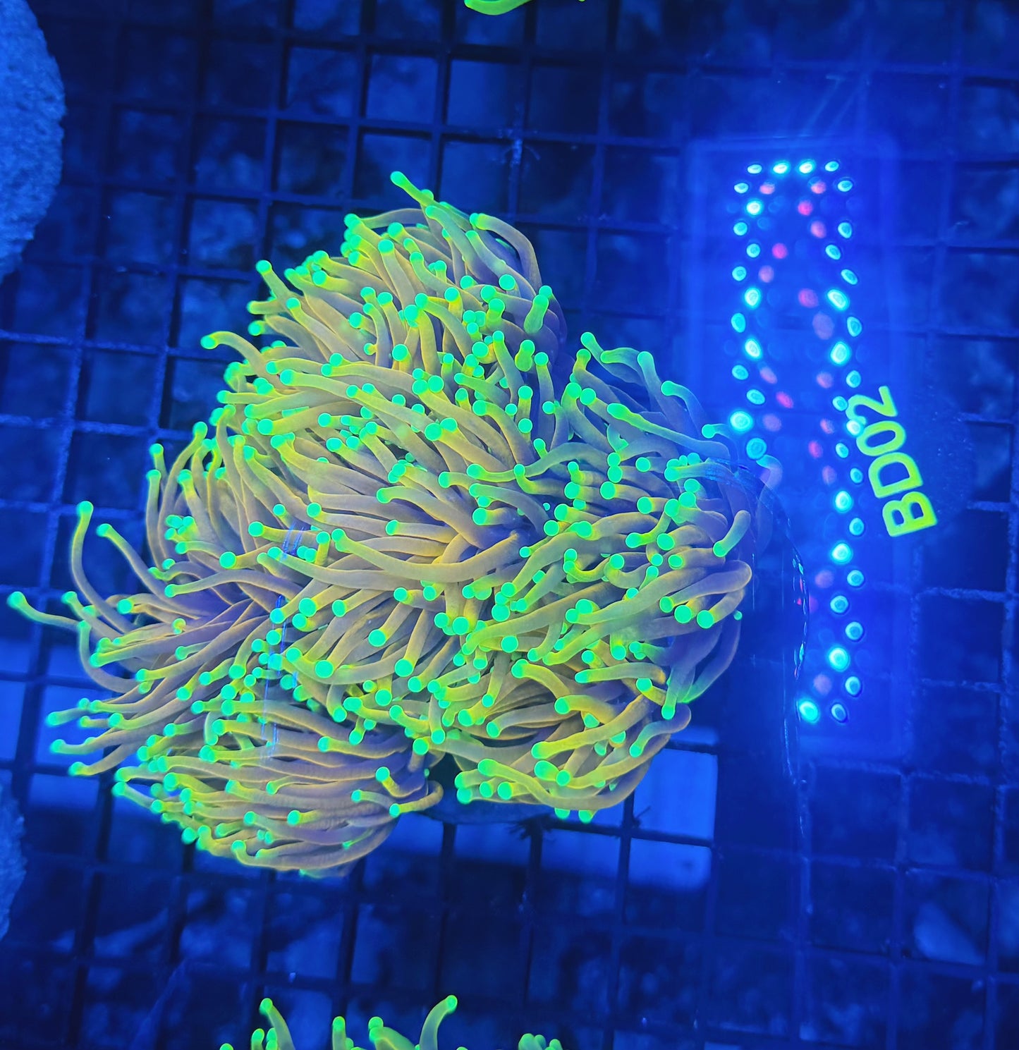 Indo long tentacle banana colony