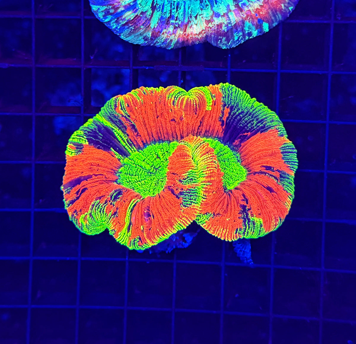 Ultra trachy