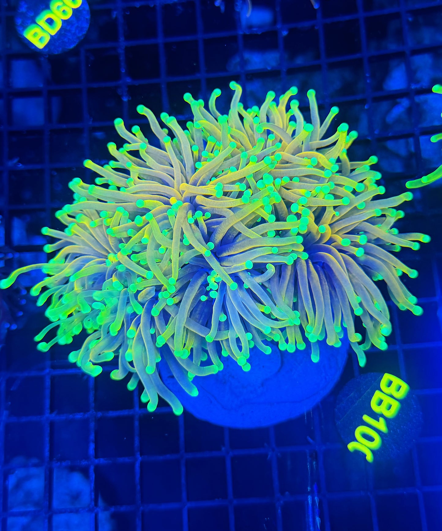 Indo long tentacle banana colony