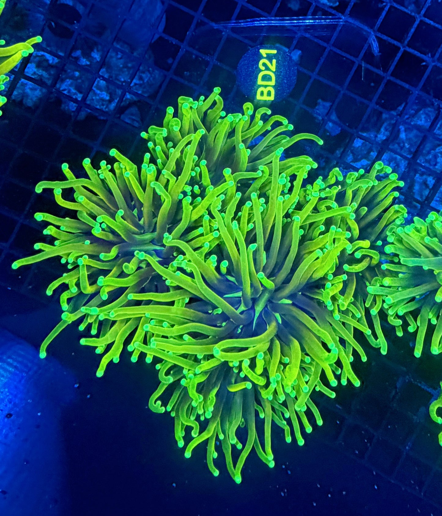 Ultra hellfire colony