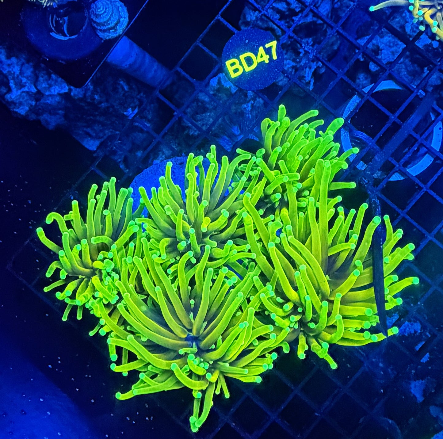 Ultra hellfire colony