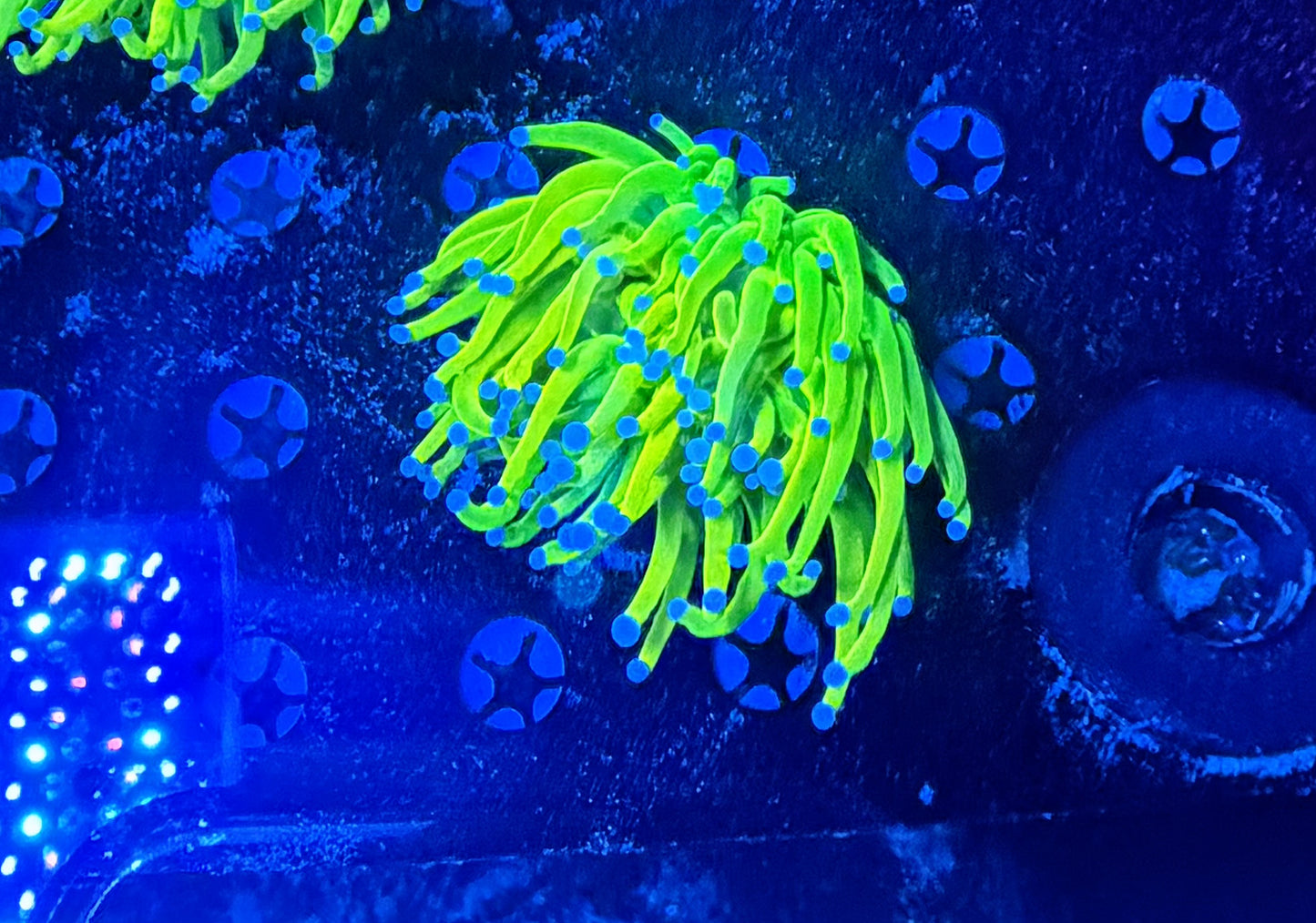 Og hg