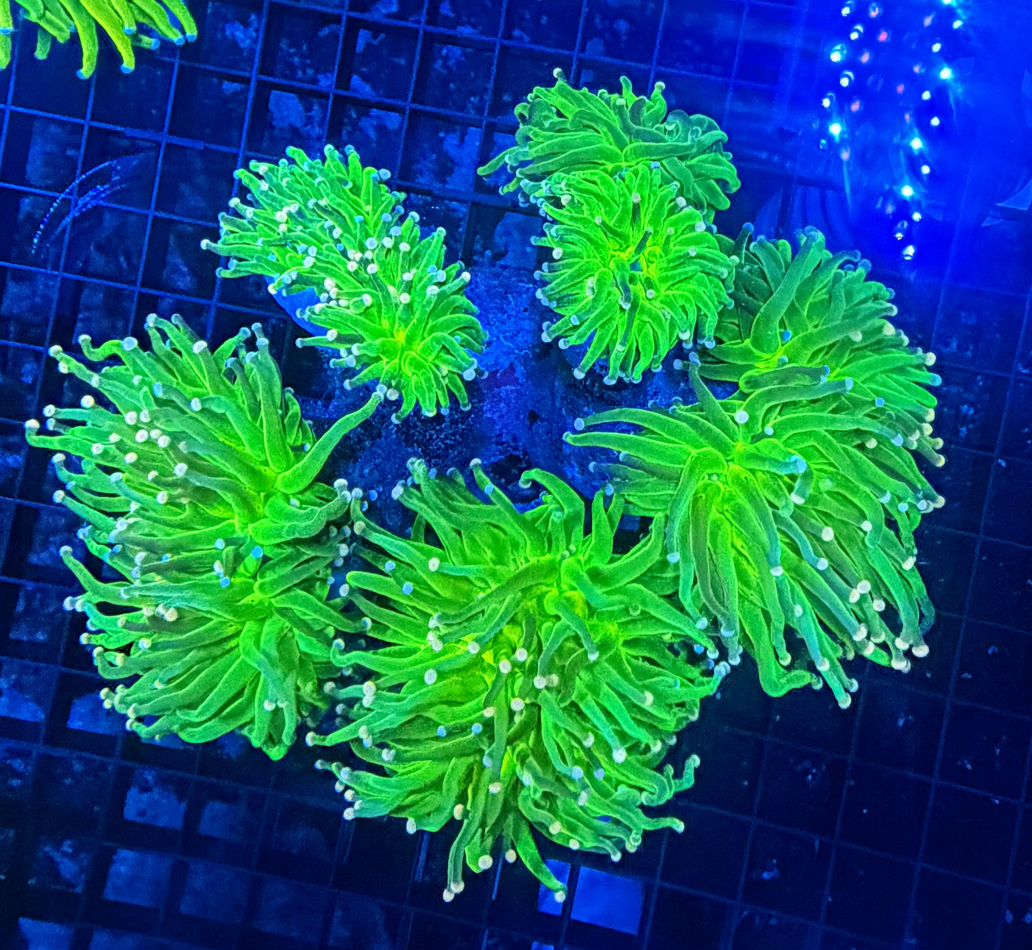 Indo green colony