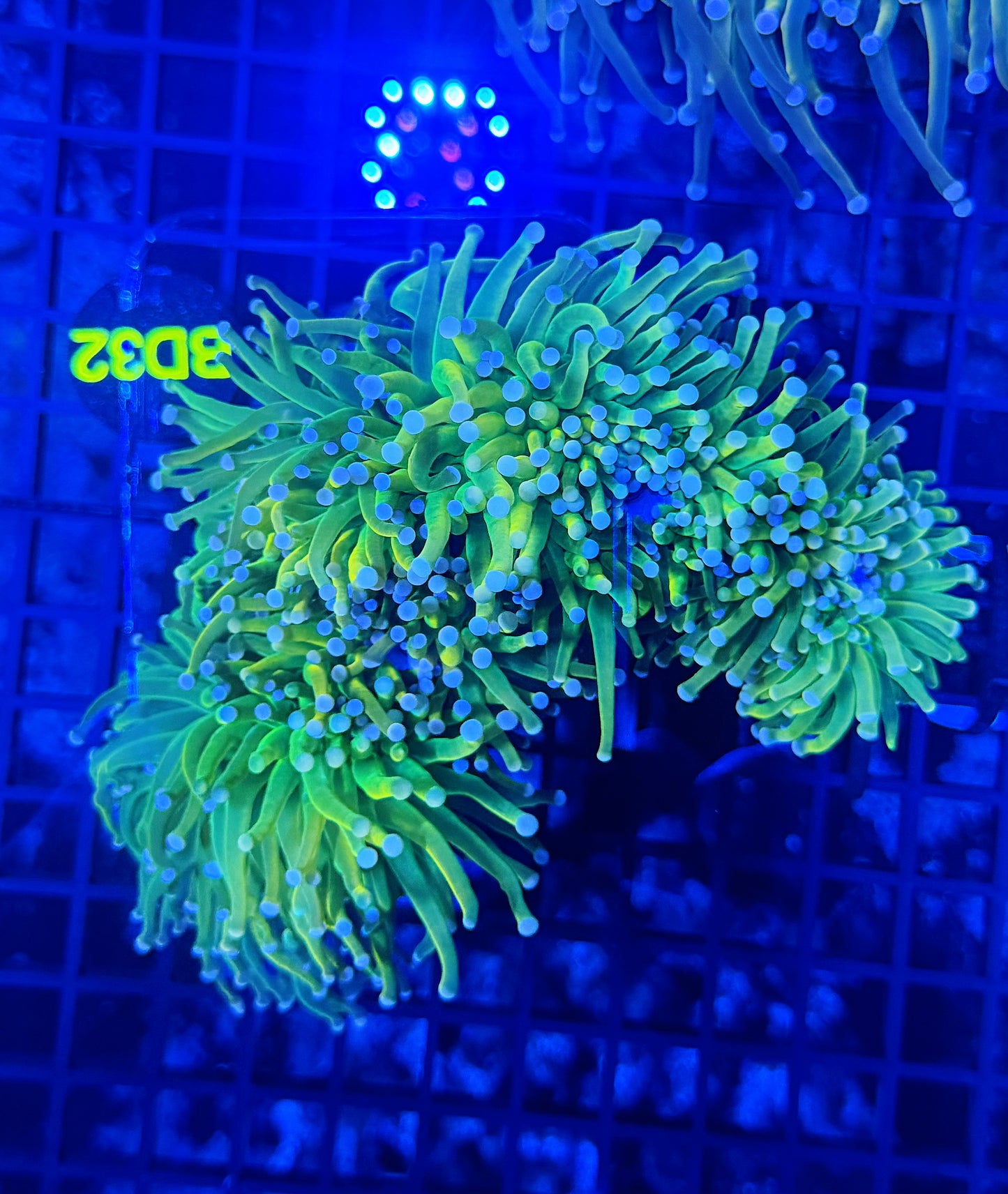 Malay hg 2+2 barnacle heads clearance