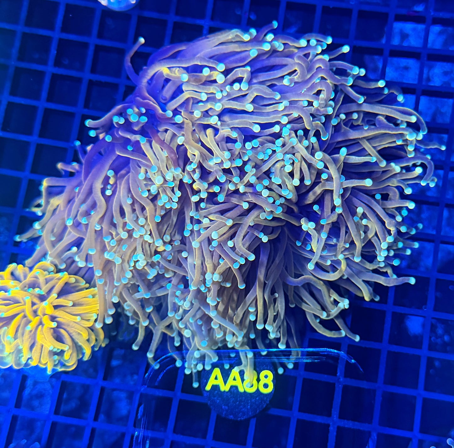 Malay SP gold colony