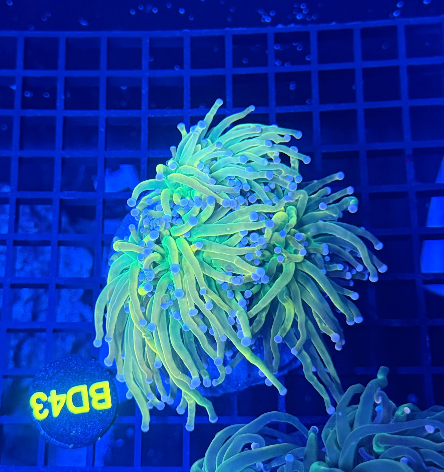 Malay hg colony clearance