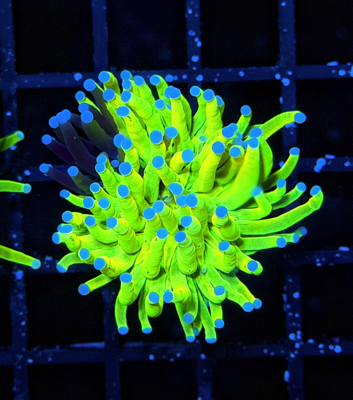 Grafted HG (must spend $600 on OTHER corals, grafted hg NOT count)