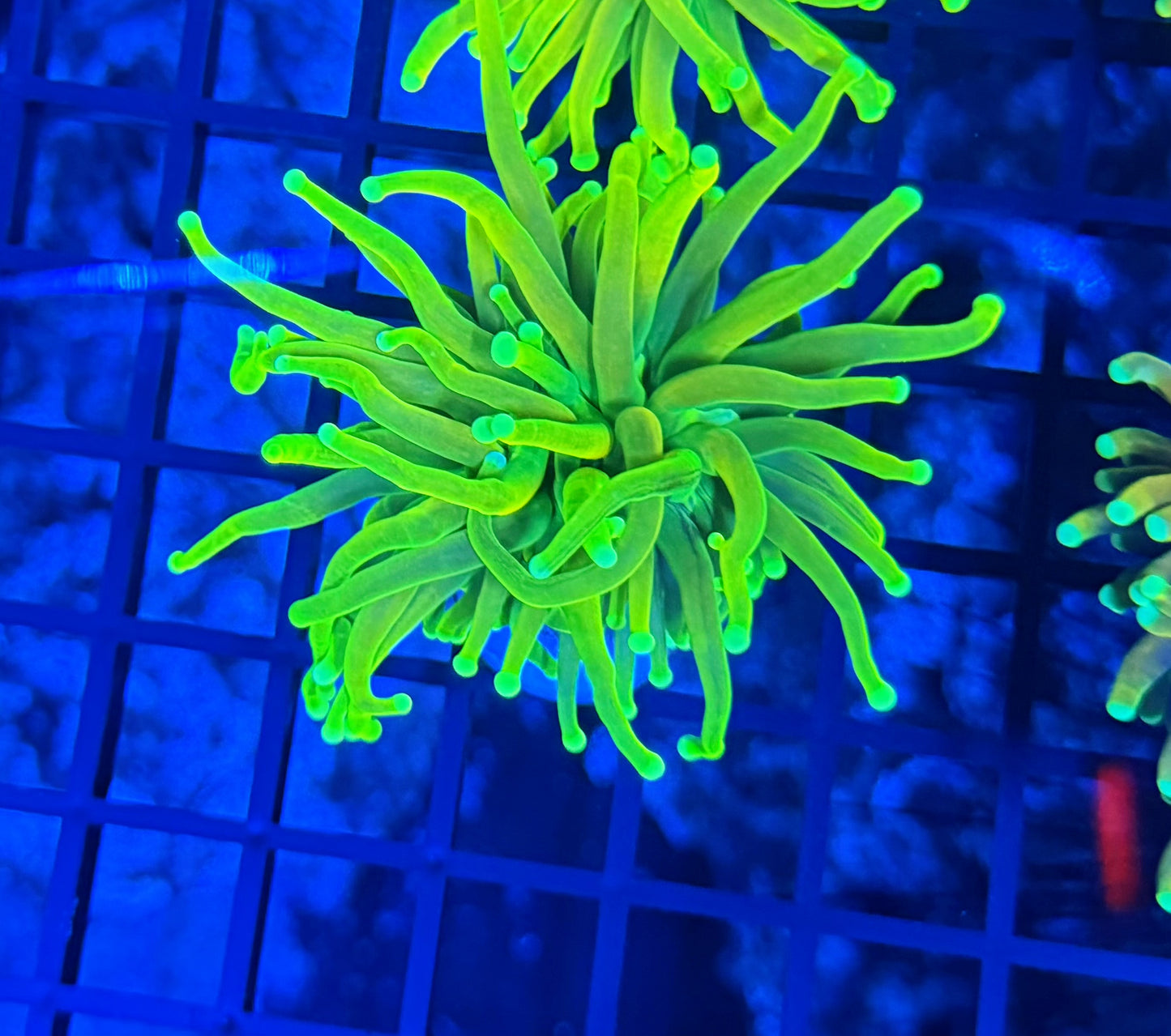 OG master torch