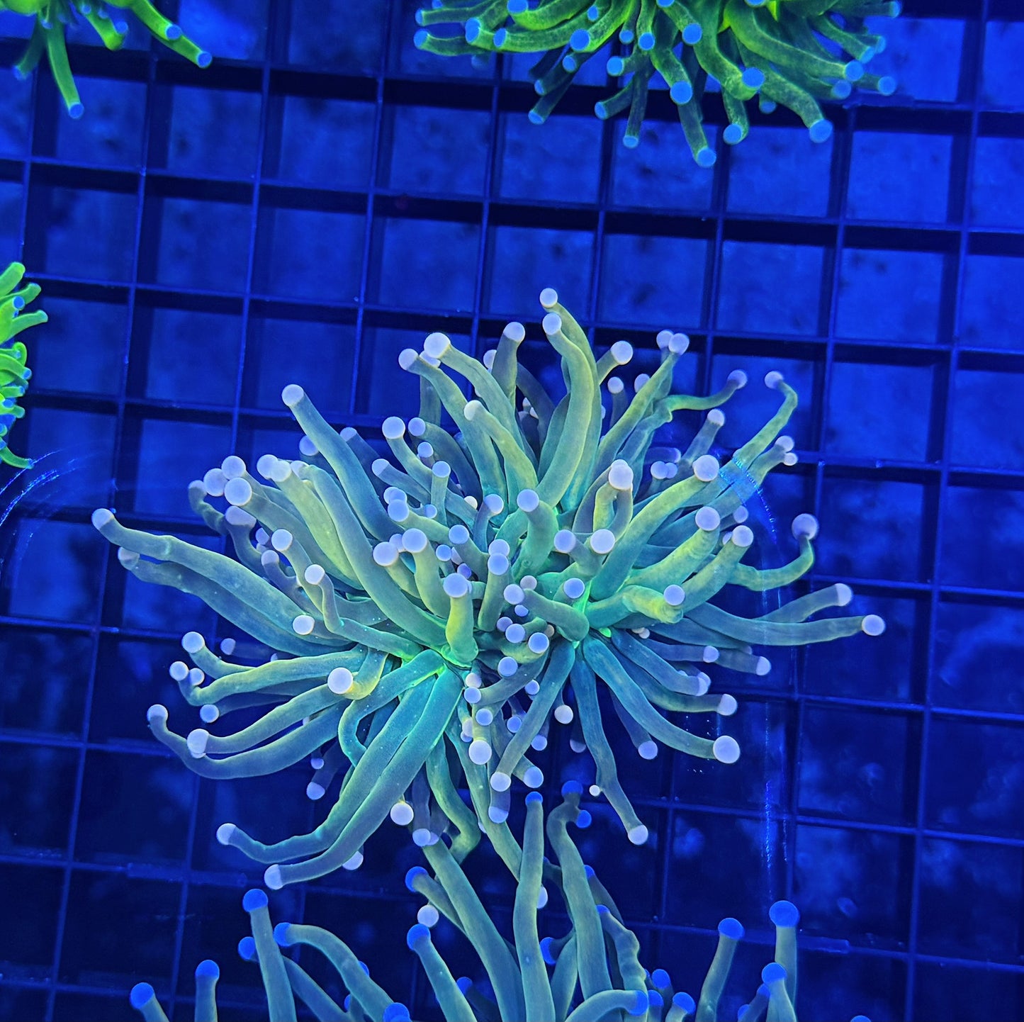 Malay hg large
