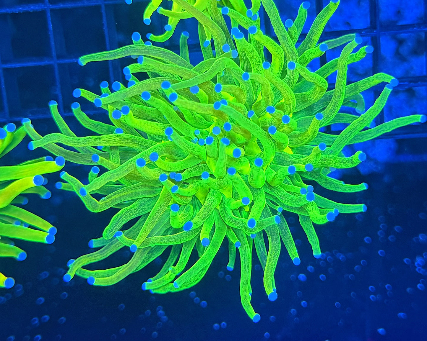 OG glitter hg large