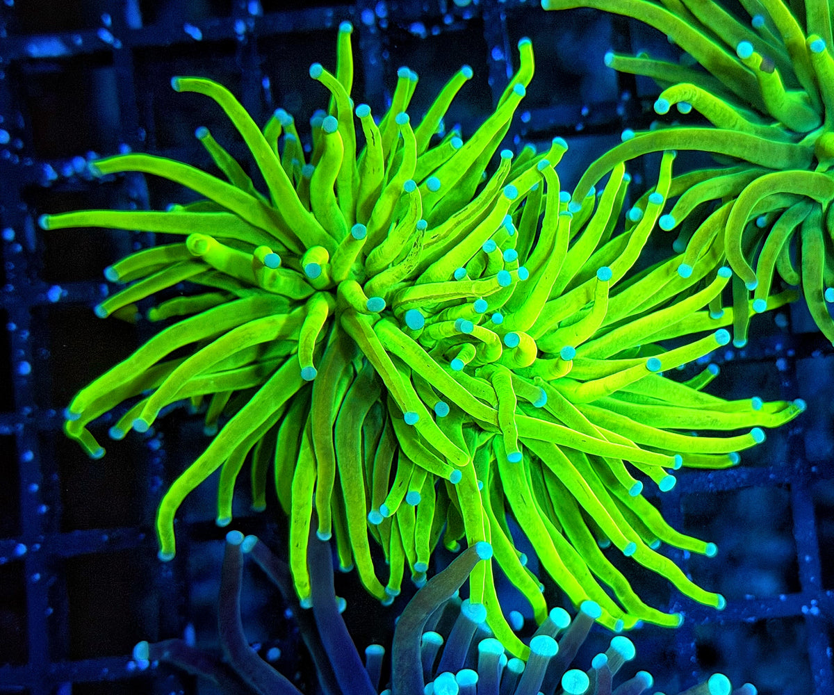 Grafted HG (must spend $600 on OTHER corals, grafted hg NOT count)