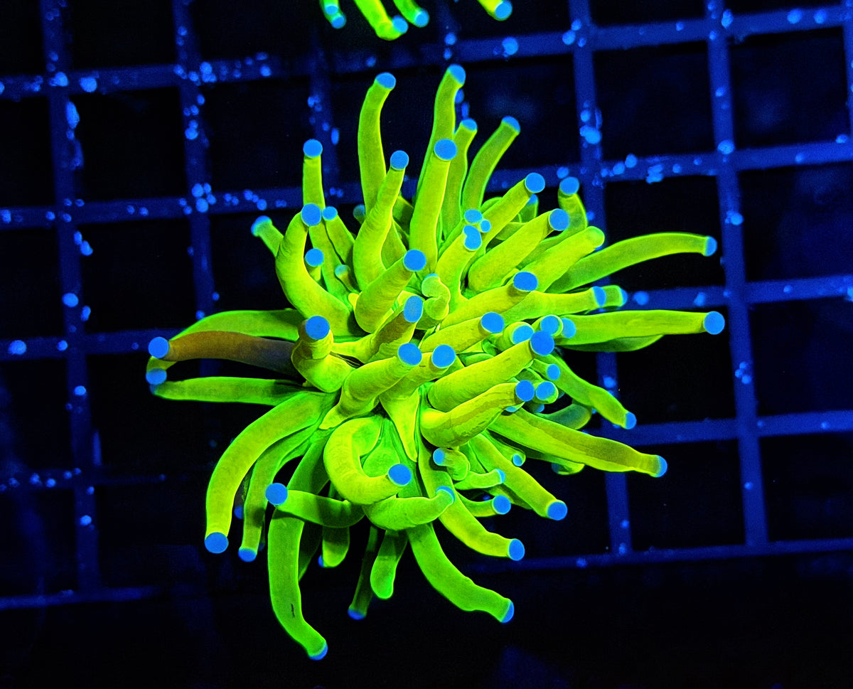 Grafted HG (must spend $600 on OTHER corals, grafted hg NOT count)