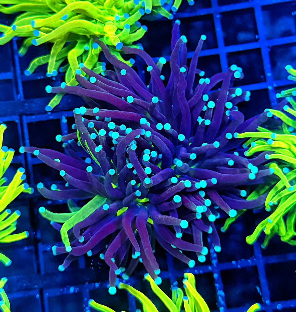Grafted torch (must spend $600 on OTHER corals, grafted hg NOT count)