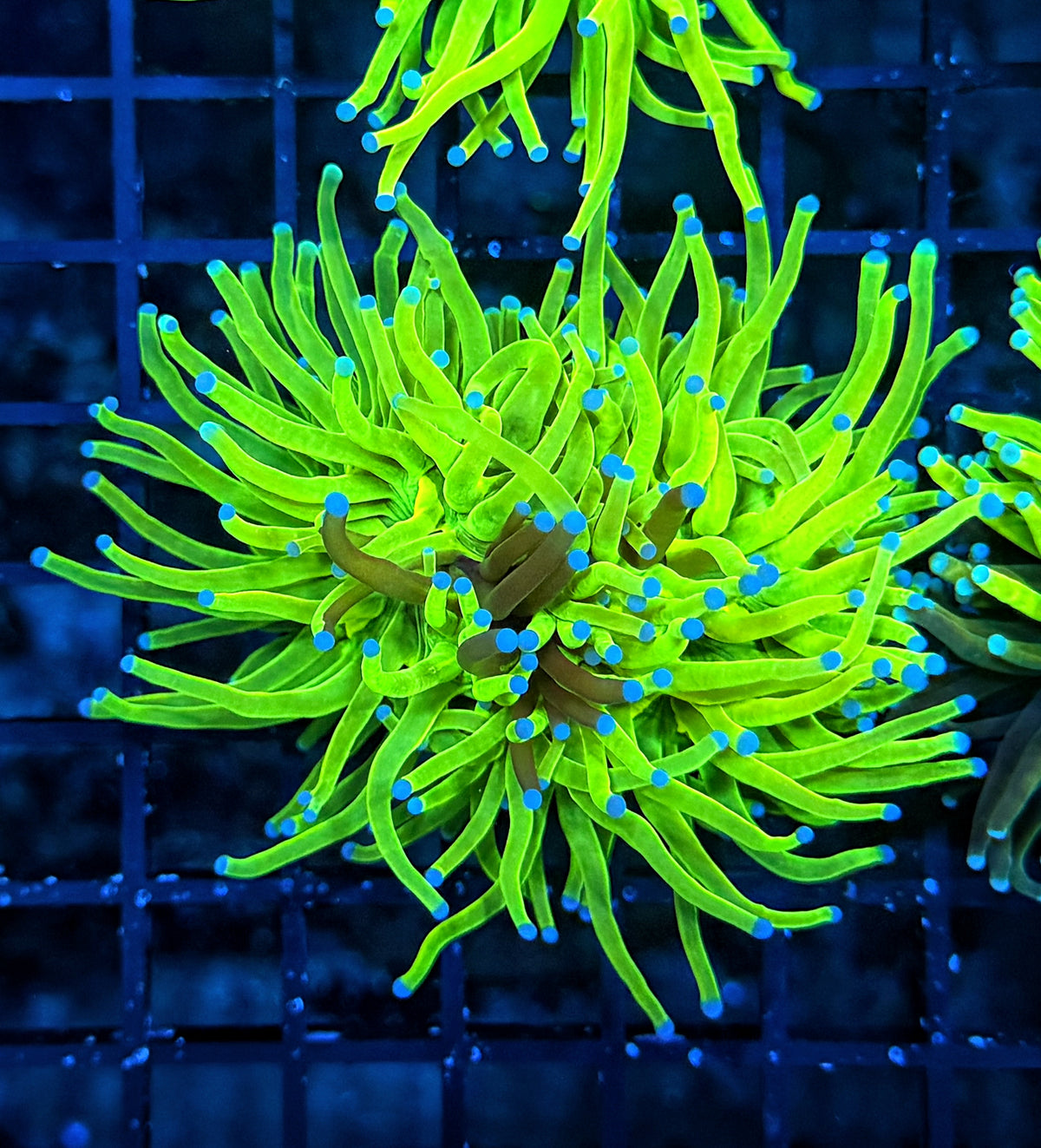 Grafted HG (must spend $600 on OTHER corals, grafted hg NOT count)