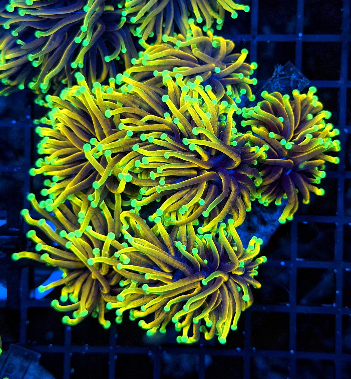 Indo premium gold colony cuttable 4-8+ heads