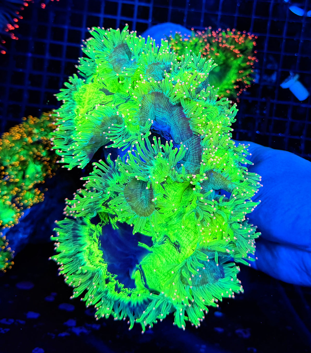Neon tip elegance