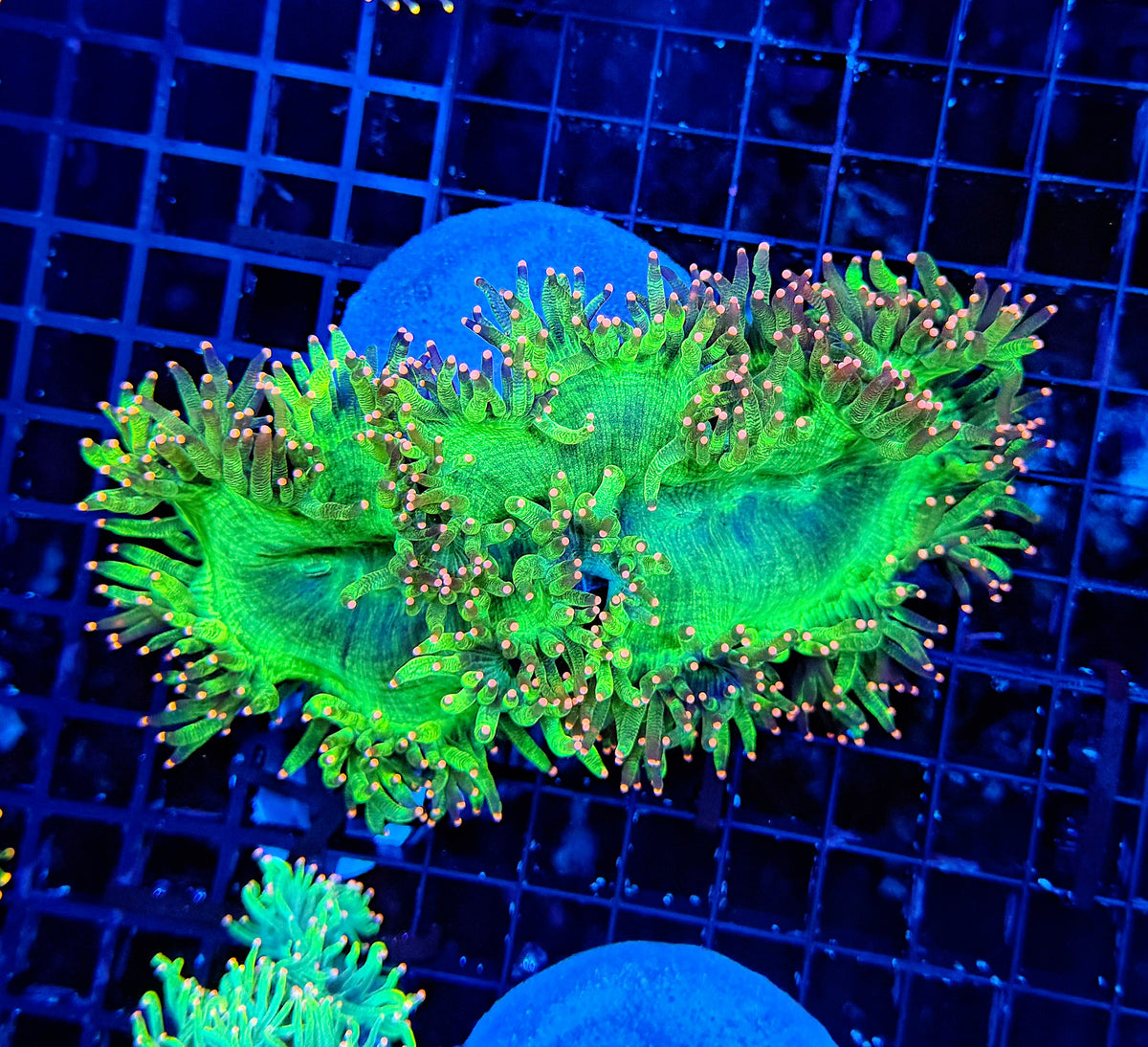 Neon tip elegance