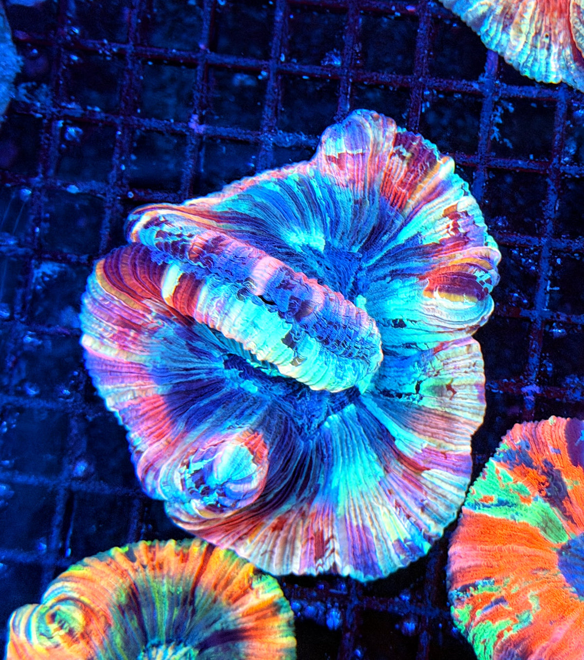Rainbow trachy
