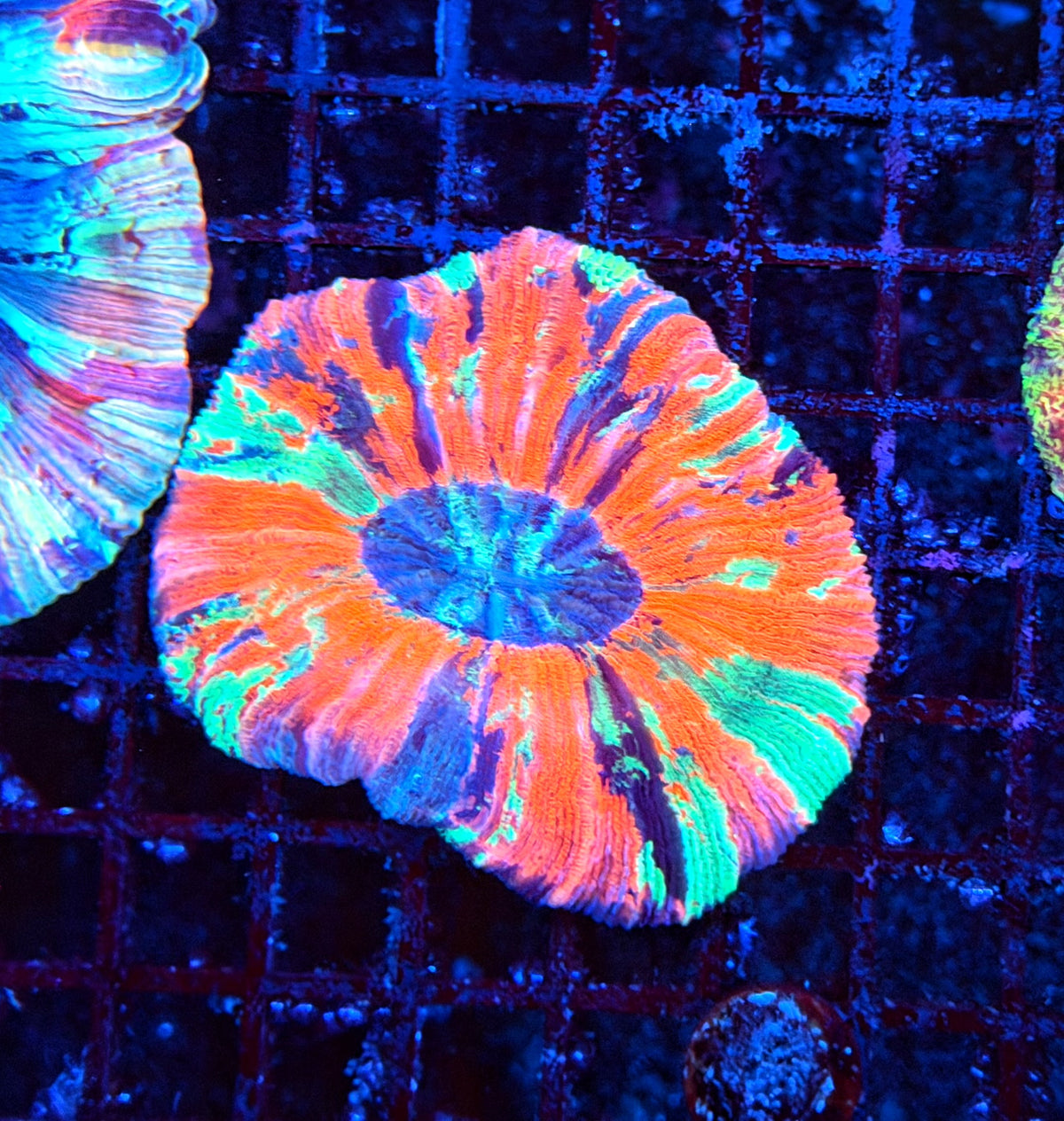 Rainbow trachy
