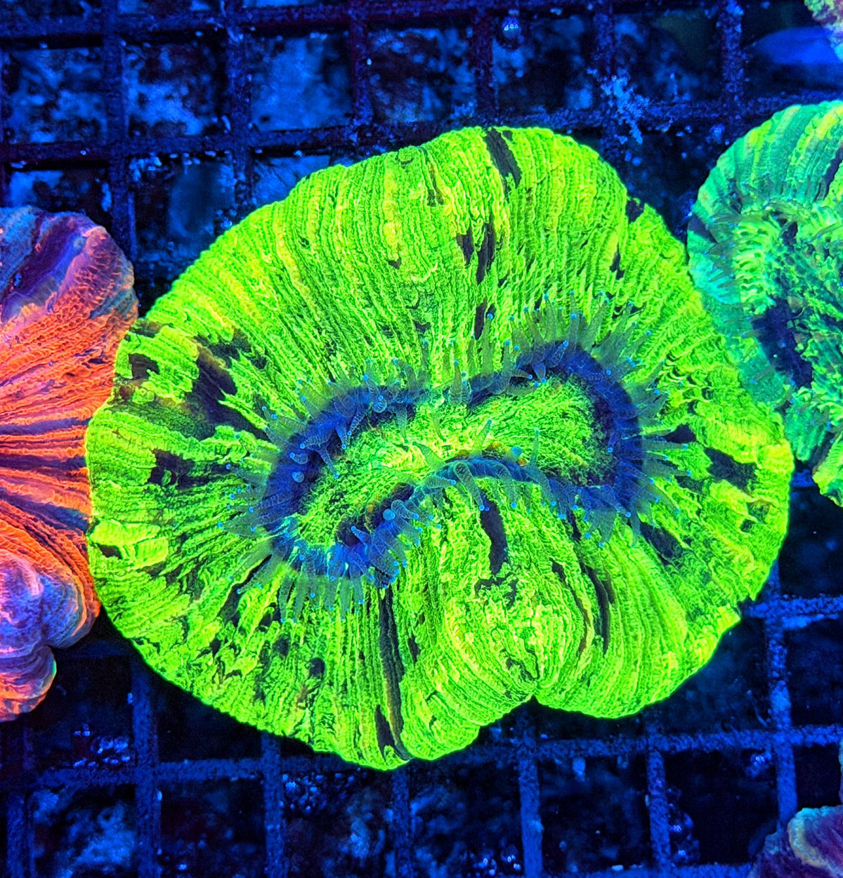 Rainbow trachy
